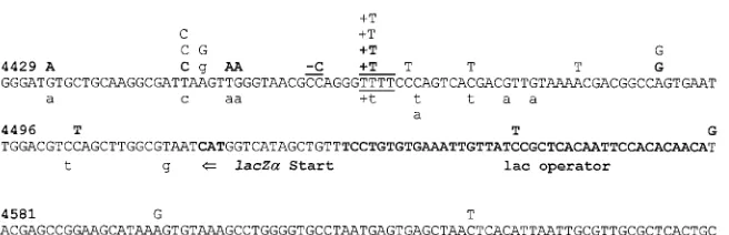 FIG. 3. Plus-strand nucleotide sequence of lacZMutations identiﬁed in the pre- plus posttreatment group are shown as boldface uppercase letters above the sequence; mutations identiﬁed as the posttreatment groupare shown as lightface uppercase letters above