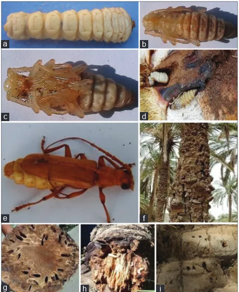 Fig 4. Frond borer, Phonapate frontalis, at (a) adults stage, (b) damages inflected.