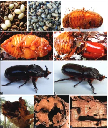 Fig 6. Oryctes spp., (a) eggs, (b) larvae, (c, d) pupae, (e) emerging adult, (f)-adult male (Oryctes agamemnon arabicus), (g)-adult female (Oryctes agamemnon arabicus), (h, i, j) damages caused by different Oryctes spp.