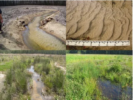 Figure 3.17:  Channel evolution and vegetation establishment.  Photographs taken in order, clockwise from top left:  Spring 2005 with sparse vegetation and notable sediment flux, Fall 2005 showing typical ripple bed forms, Spring 2006 with dense vegetation