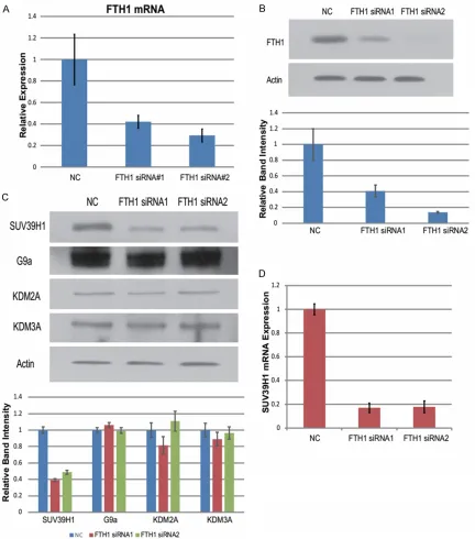 Figure 3. FTH1 knockdown reduces SUV39H1 expression in LoVo cells. LoVo cells were transfected with NC, FTH1 siRNA#1 or FTH1 siRNA#2