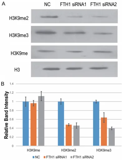 Figure 4. Decreased H3K9me2/3 expression in re-sponse to FTH1 knockdown. A. LoVo cells were trans-fected with NC, FTH1 siRNA#1 or FTH1 siRNA#2