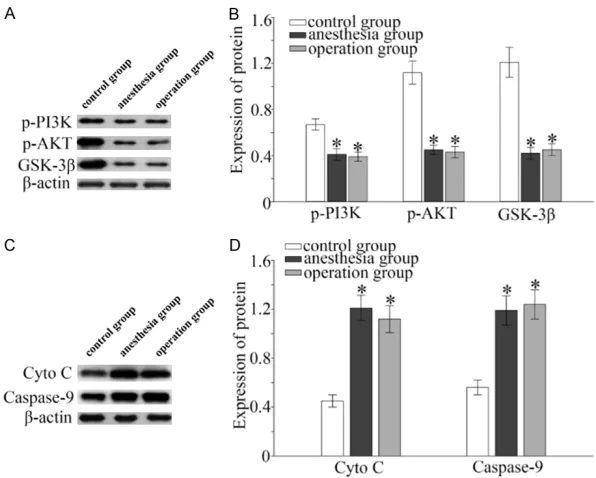 Figure 4. Effects of anesthesia and surgery on protein expressions of key genes in PI3K/AKT/GSK-3β pathway in rat hippocampus