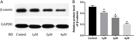 Figure 3. BD regulates the expression of E-cadherin and vimentin in MDA-MB-231 cells. A