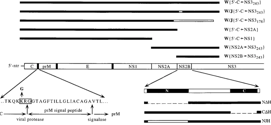 FIG. 1. Schematic representation of proteins encoded by expression cassettes used in this study