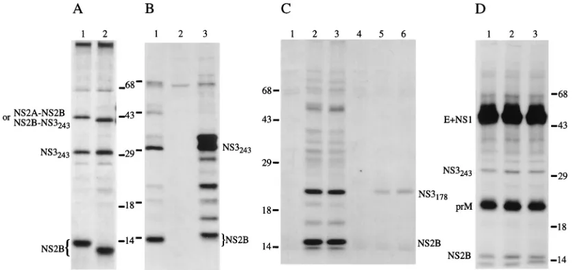 FIG. 2. Hydrophobicity proﬁle of WN virus NS2B. The NS2B sequence (5)hydrophobicity was plotted by the method of Kyte and Doolittle (18)