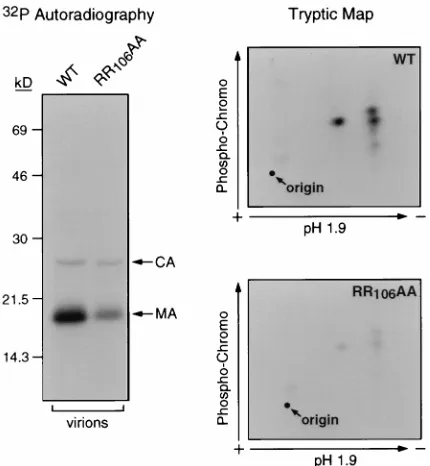 FIG. 2. A Nef variant defective for kinase binding fails to stimulate virionMA serine phosphorylation