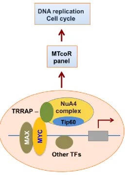 Figure 6: A model for the function of the MYC-NuA4 complex. MYC recruits the NuA4 complex to specific gene promoters, leading to acetylation of promoter histones and activation of the MTcoR panel of genes, possibly in cooperation with other transcription f