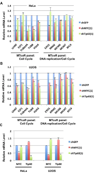 Figure 5: Examination of effects of shMYC or shTip60 on expression of selected MTcoR panel genes in HeLa and U2OS cells
