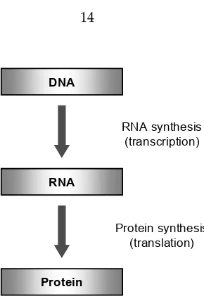 Figure 1.9: The central dogma of molecular biology states that the genetic information ﬂows fromDNA to RNA to protein.