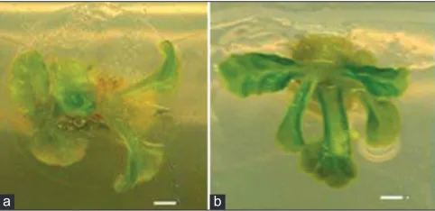 Fig 1. subsp. MS medium containing 1 × concentrated KHShoot regeneration from cotyledon leaf explant of S