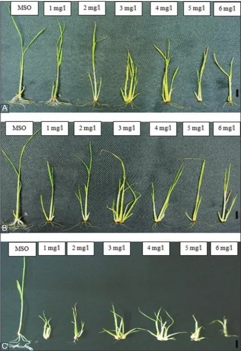 Fig 1. The effect of (A) KIN: Kinetin, (B) BAP: 6-benzyladenine aminopurine and (C). TDZ: Thiadizuron from 1 to 6 mg/l on the multiple shoot induction from MR219 rice shoot apices after 2 weeks of culture