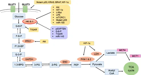 Figure 2: The regulation of HKII and other glycolytic enzymes in ovarian cancer cells