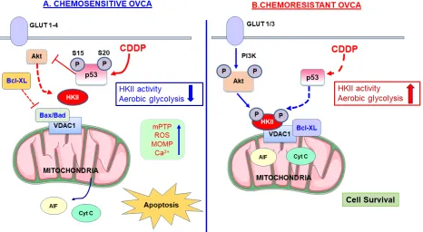 Figure 3: Mitochondrial-HKII drives chemoresistance in OVCA. A hypothetical model demonstrating mechanisms regulating the mitochondrial localization of HK II and apoptosis