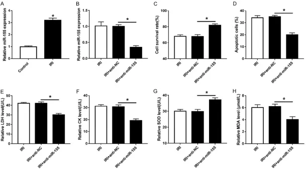 Figure 3. Knockdown of miR-155 promoted cell survival and reduced apoptosis in ischemia-reperfusion-treated cardiomyocytes