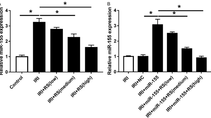 Figure 4. Rosuvastatin decreased miR-155 expression in ischemia-reperfusion-treated cardiomyocytes