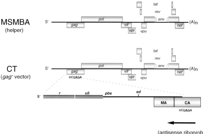 FIG. 1. Schematic representation of MSMBA RNA (helper) and CT RNA (vector). pMSMBA contains a stop codon at DNA nt 6359 within envand a deletion from DNA nt 6365 to 7252 (RNA nt 5911 to 6798) (40)