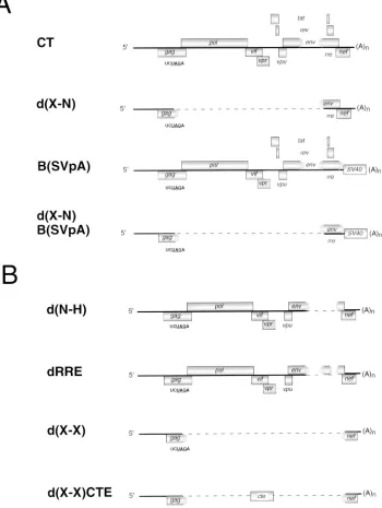 FIG. 5. Mutants containing deletions that eliminate substantial segments of the HIV-1 genome