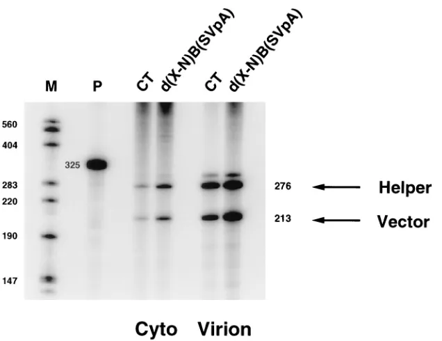 FIG. 7. The MPMV CTE restores encapsidation in the absence of the rre.293 cells were cotransfected with pMSMBA and pCT, pd(X-X) or pd(X-X)CTE.