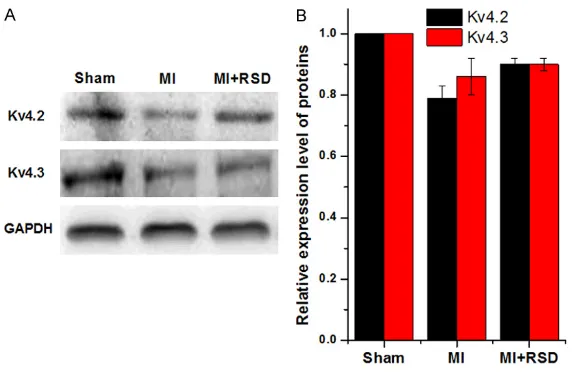 Figure 8. Western blot analysis of Kv4.2 and Kv4.3 protein expression levels in three groups