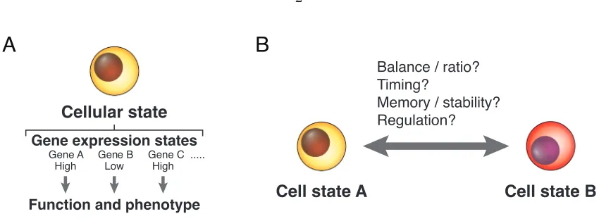 Figure 1.1: Cellular states and their dynamics(A) A cellular state is deﬁned by the collection of gene expression states, which determinethe function and phenotype of the cell