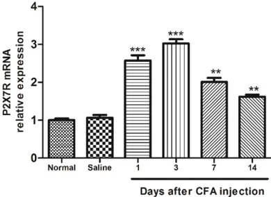 Figure 1. Assessment of behavioral tests (n = 6) and variations of P2X7R protein (69KD) expression (n = 3) in CFA administration mice