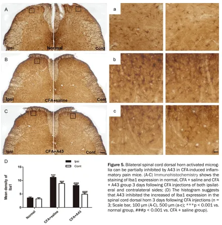 Figure 5. Bilateral spinal cord dorsal horn activated microg-lia can be partially inhibited by A43 in CFA-induced inflam-matory pain mice