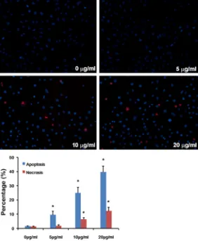 Figure 2. Apoptosis of HepG2 cells were measured by Hoechst33342/PI staining. Apoptosis of HepG2 cells was observed and increased in a dose-dependent manner 48 hours after cerulenin treatment