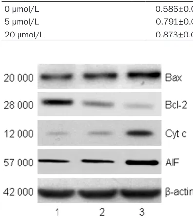 Table 4. Effects of shikonin on expression of apoptosis-related proteins in U251 cells 