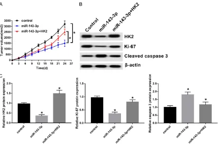 Figure 4. miR-143-3p attenuated cell migration and invasion by interacting with HK2. A and B
