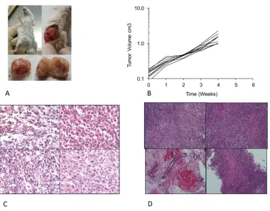 Figure 2: Tumorigenicity assays in SCID mice. (A) Gross picture of hMSC-TSR and pOB-TSR cell lines implanted in mouse subcutaneously