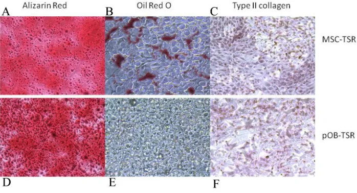 Figure 3: Changes in multilineage differentiation capacity in hMSC-TSR and pOB-TSR. Osteogenic differentiation staining with Alizarin Red, adipogenic differentiation staining with Oil Red O, and chondrogenic differentiation immunohistochemical staining wit