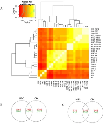Figure 4: Gene expression differences between transformed cell lines, untransformed cell lines, and osteosarcoma xenografts