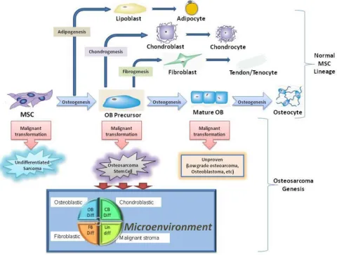 Figure 5: Schematic representation for the use of tumorigenic MSCs and pOBs as a model to study osteosarcoma genesis.