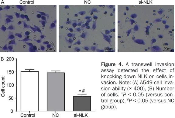 Figure 4. A transwell invasion assay detected the effect of 