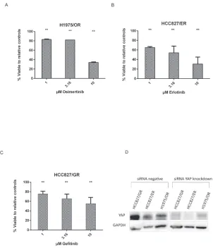 Figure 4: YAP siRNA knockdown allows re-sensitization to EGFR inhibitors. A. H1975/OR sub-line shows reduced cell viability when re-introduced to osimertinib after YAP silencing, especially evident at doses around 10 µM