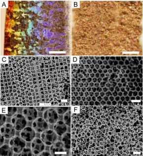 Figure 2.4. Optical and SEM micrographs of different structures that can be created in the templated SERS substrates
