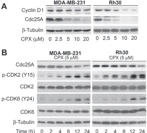 Figure 3: CPX downregulates the cellular protein level of Cdc25A, increasing the inhibitory phosphorylation level of CDK2 in tumor cells