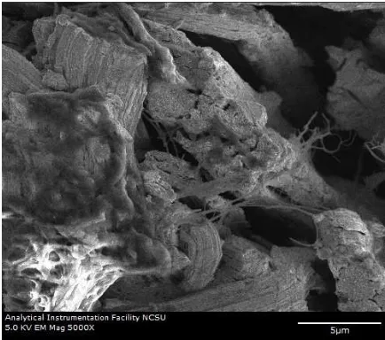 Figure 16: Biological residue, proteins on an untreated nanoporous wire. (Sample T7) 