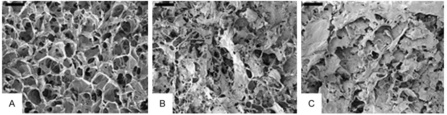 Figure 1. Micrographs under scanning electron microscopy of chondrocyte-like cells/scaffold complexes