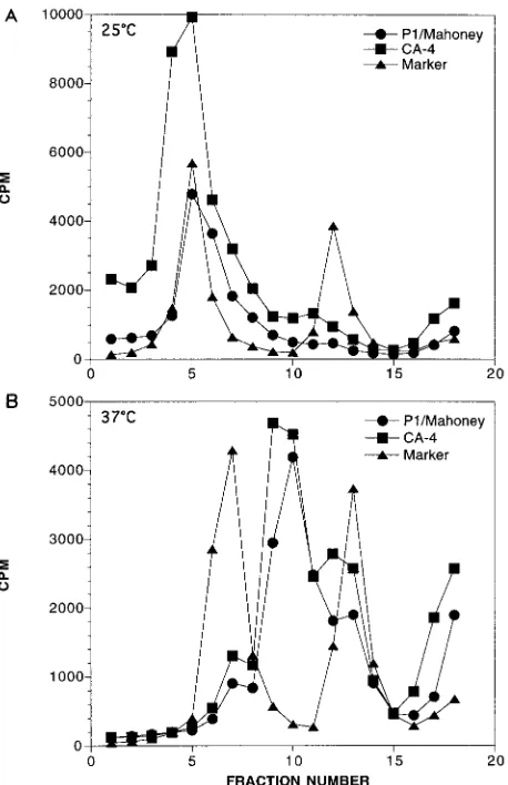 FIG. 2. Sucrose gradient assay for conversion to 135S particles. (A) excess virions were washed off