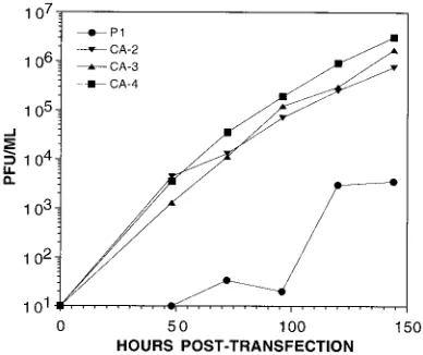 FIG. 6. Site-directed mutants exhibit the calayer culture were infected at an MOI of 10 with independently derived site-directed mutants representing eachcontain the V218I mutation, viruses 3.6 and 3.7 contain the R241A mutation, andviruses 4.3 and 4.5 con