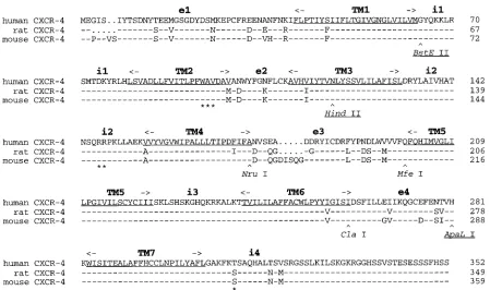 FIG. 1. Coreceptor activity of human and rat CXCR-4 for HIV-1 and HIV-2 strains. Target cells (U373MG-CD4 [LTRlacZEnv with V3 from NDK or ROD (b)