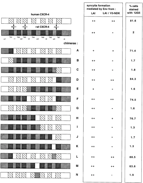 FIG. 3. (a) Diagrams of CXCR-4 constructs; (b) functionality of chimeric constructs as HIV-1 coreceptors; (c) construct reactivity with antibody 12G5