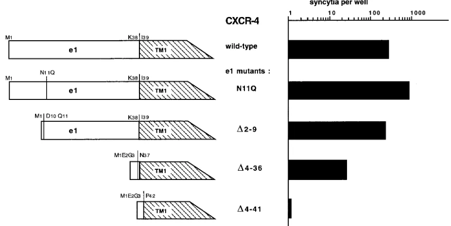 FIG. 4. Coreceptor activity of CXCR-4 with mutations or deletions in the amino-terminal e1 domain
