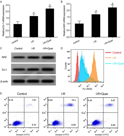 Figure 3. Quer alleviated Rn-c cell apoptosis and ROS production induced by I-R by upregulating DJ-1 and Nrf2