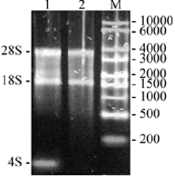 Fig. 3. Schematic representation of the plasmids for invitro expression of the AFPh gene