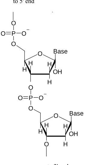 Figure 1.2 A. Chemical components of DNA  