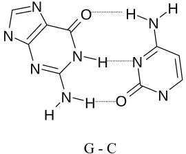 Figure 1.4 B Form of DNA  