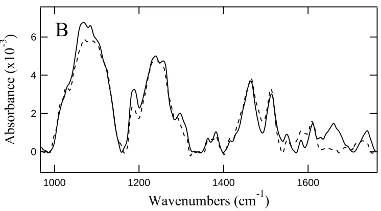 Figure 2.2  PM-IRRAS spectra of a mixed monolayer of 6-mercapto-1-hexanol and single stranded DNA before (dashed spectrum) and after hybridization (solid spectrum) with the complementary single stranded DNA strand to obtain double stranded DNA with a hybri
